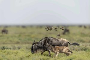 9 Days Ndutu Migration Calving Safari