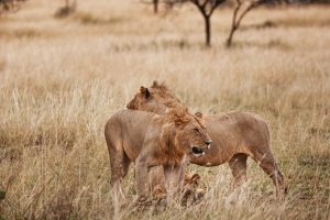 Animals in the wild - Young male lions of a pride in the Serengeti National Park, Tanzania