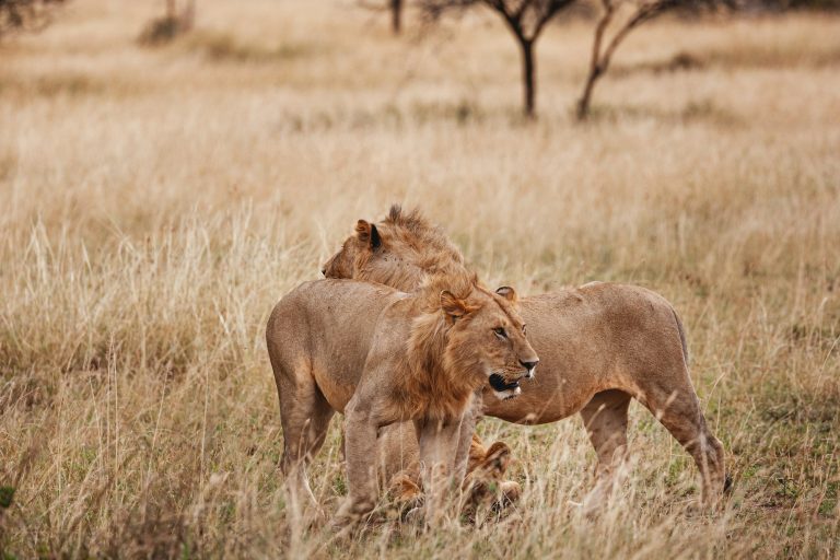 Animals in the wild - Young male lions of a pride in the Serengeti National Park, Tanzania