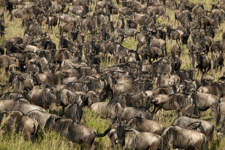 Herd of Wildebeest at the Serengeti National Park, Tanzania, Africa