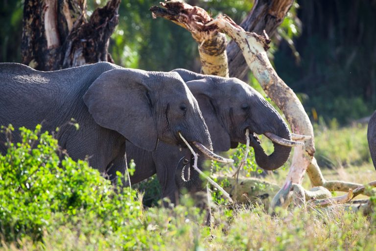 Large elephants eating in Serengeti