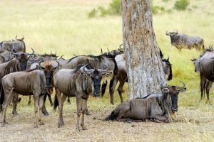 Wildebeest in National park of Africa