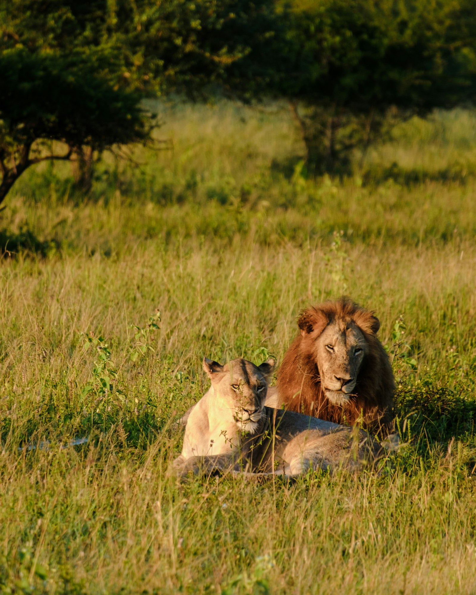 African Lions during safari game drive in Kruger National park South Africa