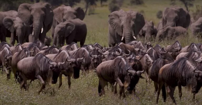 Great-migration-4