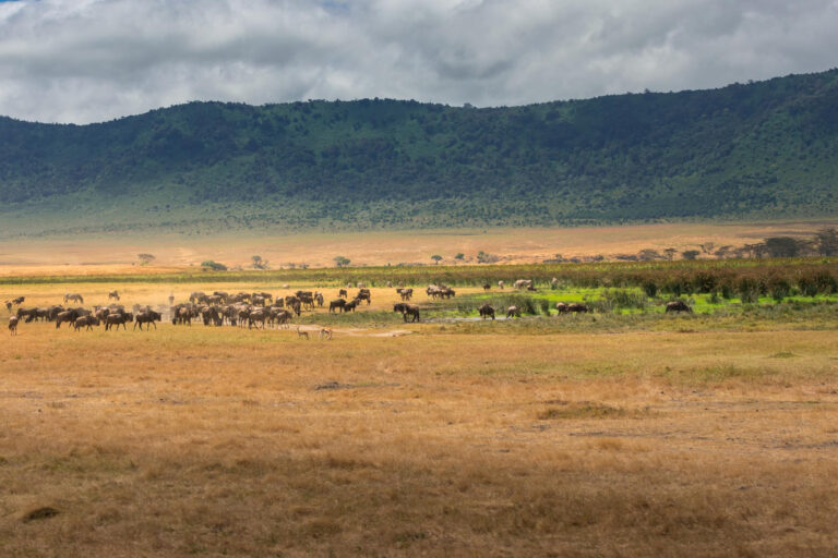 herd-wildebeest-crater-grassland-ngorongoro-conservation-area-tanzania-africa1