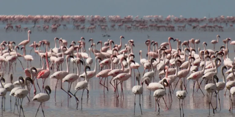 lake-manyara-national-park-banner (2)