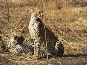 tanzania-305942_1280